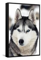 Husky Portrait-melis-Framed Stretched Canvas