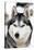 Husky Portrait-melis-Stretched Canvas