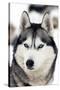 Husky Portrait-melis-Stretched Canvas