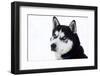 Husky Portrait-melis-Framed Premium Photographic Print