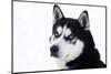 Husky Portrait-melis-Mounted Premium Photographic Print