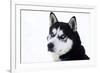 Husky Portrait-melis-Framed Photographic Print