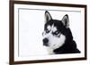 Husky Portrait-melis-Framed Photographic Print