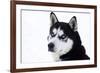 Husky Portrait-melis-Framed Photographic Print