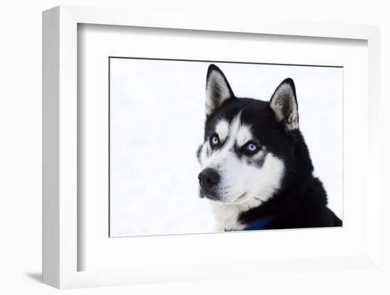 Husky Portrait-melis-Framed Photographic Print