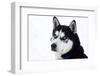 Husky Portrait-melis-Framed Photographic Print