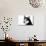 Husky Portrait-melis-Photographic Print displayed on a wall