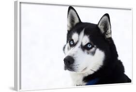 Husky Portrait-melis-Framed Photographic Print