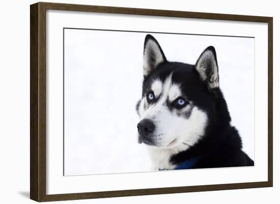 Husky Portrait-melis-Framed Photographic Print