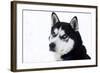 Husky Portrait-melis-Framed Photographic Print