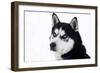 Husky Portrait-melis-Framed Photographic Print