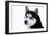 Husky Portrait-melis-Framed Photographic Print