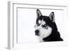 Husky Portrait-melis-Framed Photographic Print