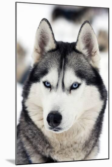 Husky Portrait-melis-Mounted Photographic Print