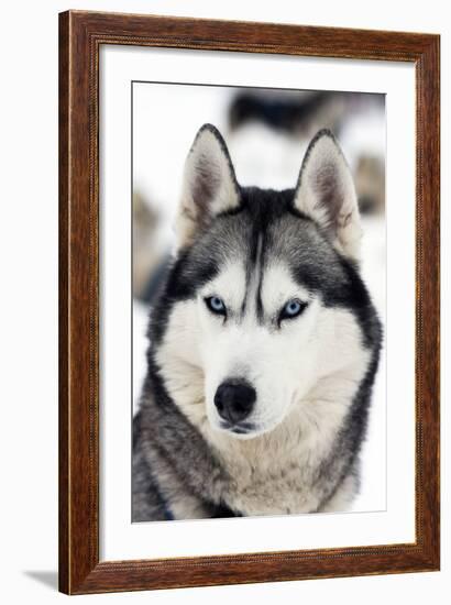 Husky Portrait-melis-Framed Photographic Print