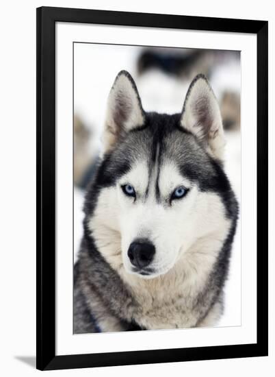 Husky Portrait-melis-Framed Photographic Print