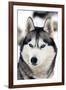 Husky Portrait-melis-Framed Photographic Print