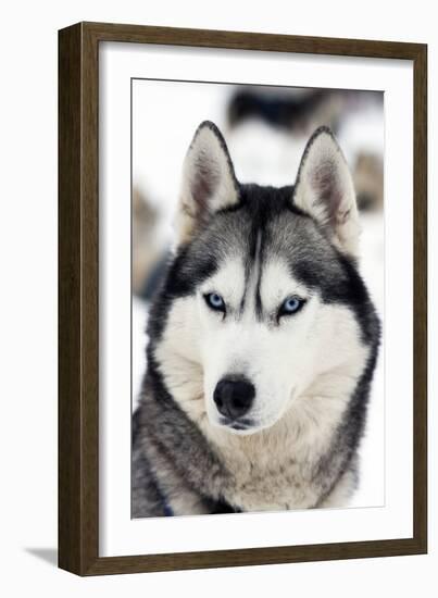 Husky Portrait-melis-Framed Photographic Print