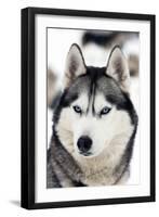 Husky Portrait-melis-Framed Photographic Print