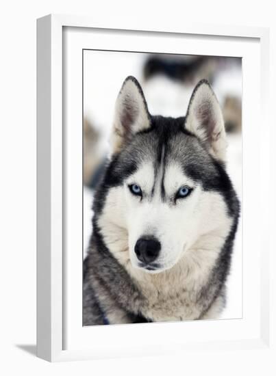 Husky Portrait-melis-Framed Photographic Print