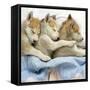 Husky Puppies (7 Weeks Old) Asleep in Bed-null-Framed Stretched Canvas