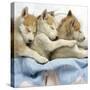 Husky Puppies (7 Weeks Old) Asleep in Bed-null-Stretched Canvas