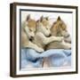 Husky Puppies (7 Weeks Old) Asleep in Bed-null-Framed Photographic Print