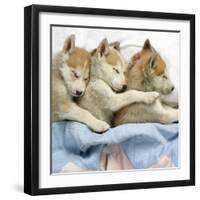 Husky Puppies (7 Weeks Old) Asleep in Bed-null-Framed Photographic Print