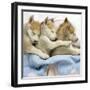 Husky Puppies (7 Weeks Old) Asleep in Bed-null-Framed Photographic Print