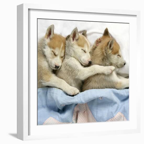 Husky Puppies (7 Weeks Old) Asleep in Bed-null-Framed Photographic Print