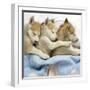 Husky Puppies (7 Weeks Old) Asleep in Bed-null-Framed Photographic Print