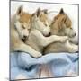 Husky Puppies (7 Weeks Old) Asleep in Bed-null-Mounted Photographic Print