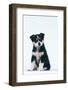 Husky Puppy-DLILLC-Framed Photographic Print