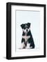 Husky Puppy-DLILLC-Framed Photographic Print