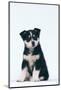 Husky Puppy-DLILLC-Mounted Photographic Print