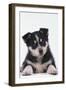 Husky Puppy-DLILLC-Framed Photographic Print