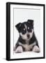 Husky Puppy-DLILLC-Framed Photographic Print