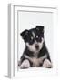 Husky Puppy-DLILLC-Framed Photographic Print