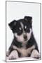 Husky Puppy-DLILLC-Mounted Photographic Print