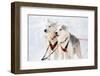 Husky Sled-Dogs-Molka-Framed Photographic Print