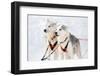 Husky Sled-Dogs-Molka-Framed Photographic Print