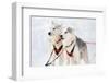 Husky Sled-Dogs-Molka-Framed Photographic Print