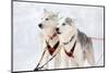 Husky Sled-Dogs-Molka-Mounted Photographic Print