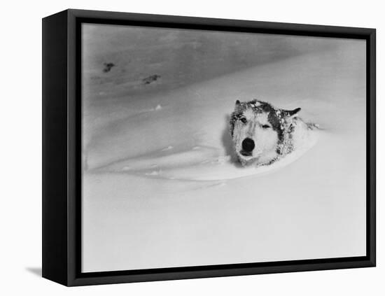 Husky Sleeping in Snowdrift-Philip Gendreau-Framed Stretched Canvas