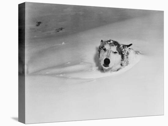 Husky Sleeping in Snowdrift-Philip Gendreau-Stretched Canvas