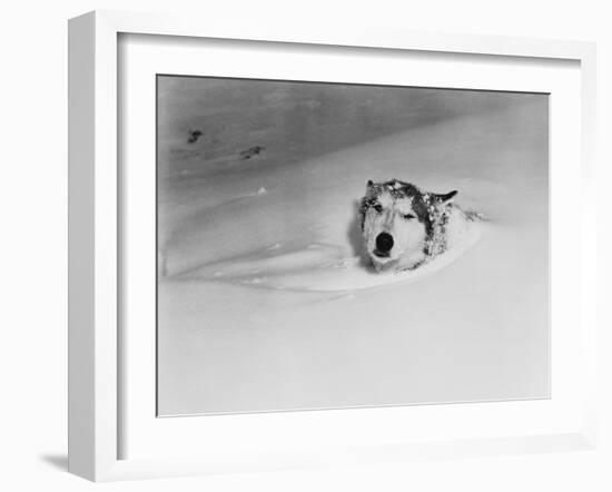 Husky Sleeping in Snowdrift-Philip Gendreau-Framed Photographic Print