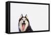 Husky-null-Framed Stretched Canvas