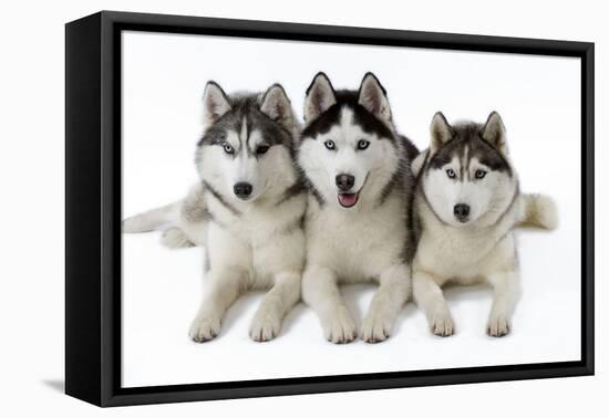 Husky-null-Framed Stretched Canvas