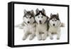 Husky-null-Framed Stretched Canvas