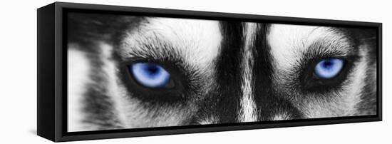 Husky-PhotoINC-Framed Stretched Canvas